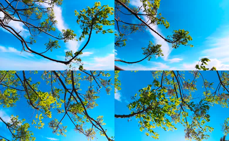 澄澈亮蓝天空下仰拍翠叶