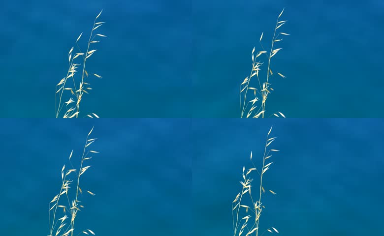 湖边野草秋天