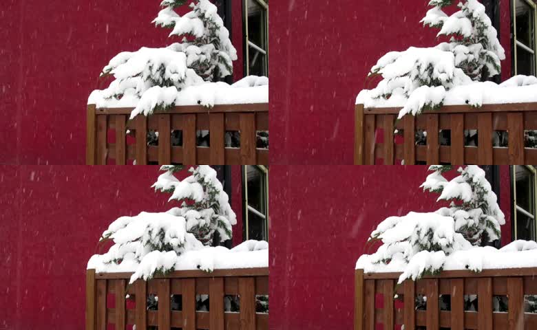 红墙背景下覆雪松枝落雪