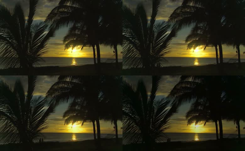 海边椰林落日