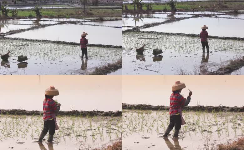 戴草帽农户水田移栽秧苗