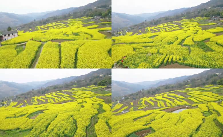 山间梯田连片盛放的油菜花