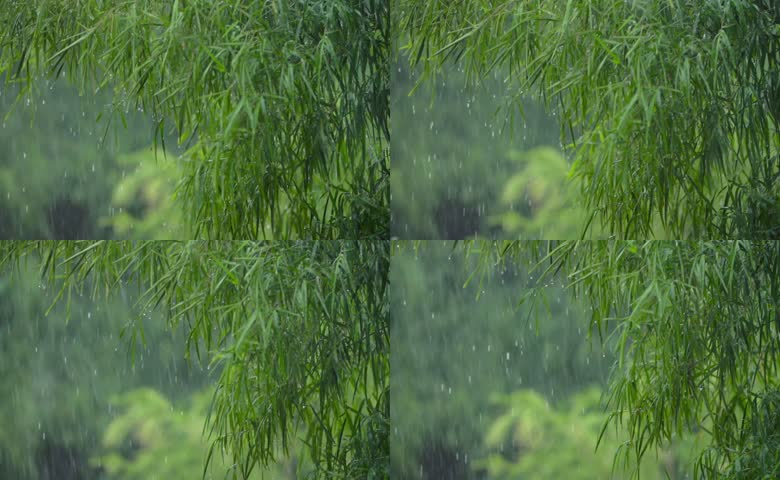 春日细雨沾湿柳叶
