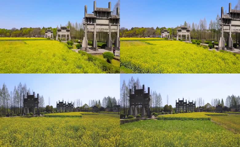 成片金黄油菜花田