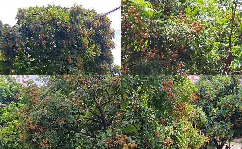 龙眼树硕果累累