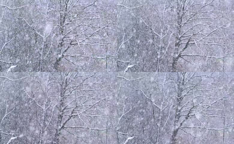 漫天大雪飘落覆满枯树枝