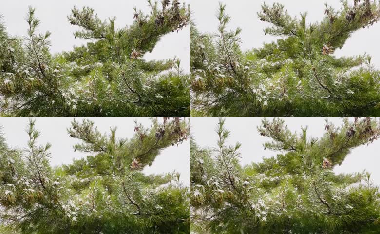 飘雪天气挂满积雪的松枝