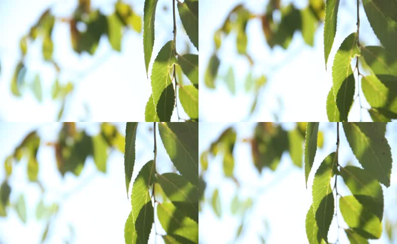 阳光穿透枝头翠绿树叶