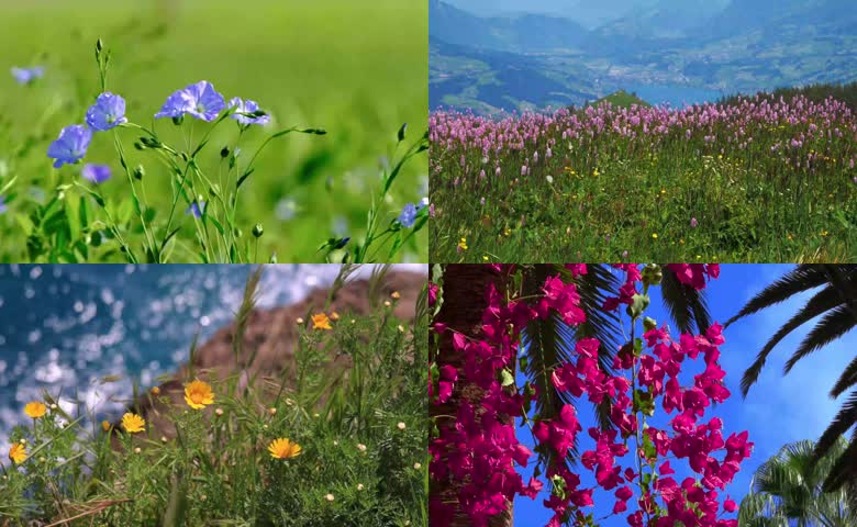 夏日花开
