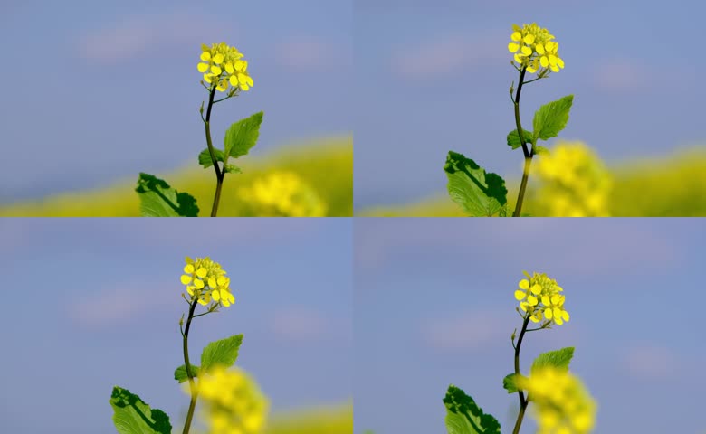 油菜花盛开特写