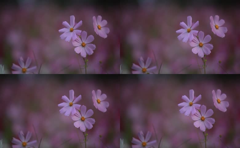 秋英花朵绽放