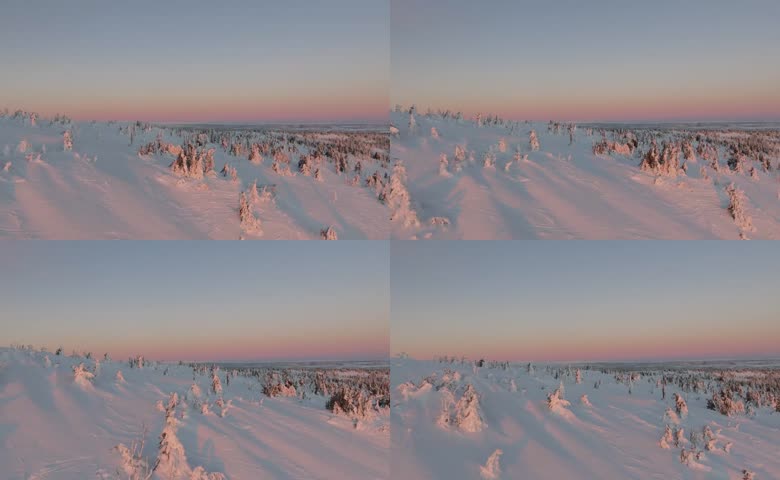 大雪覆盖的树林