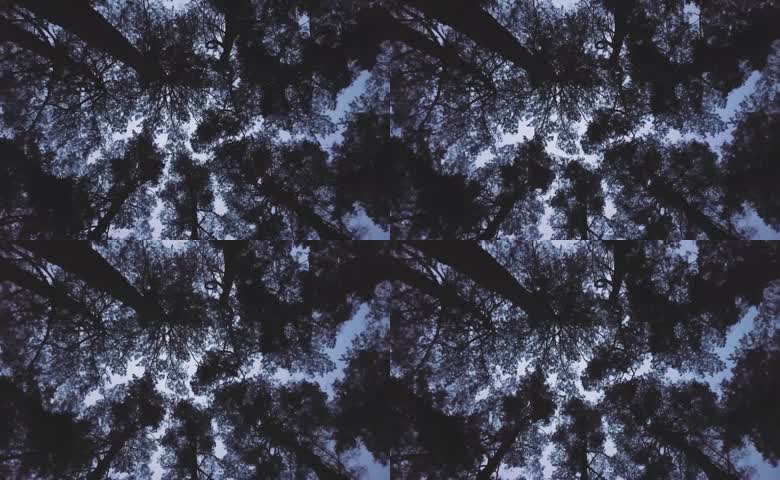 暮色森林景观