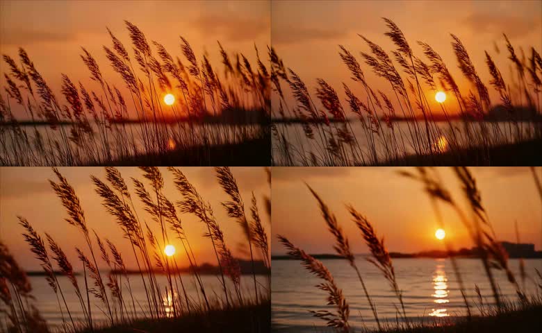 夕阳下的芦苇