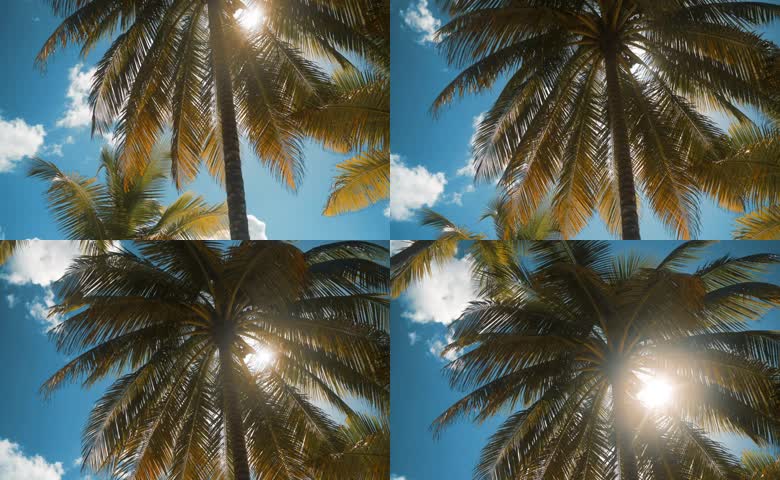 椰子树与晴空