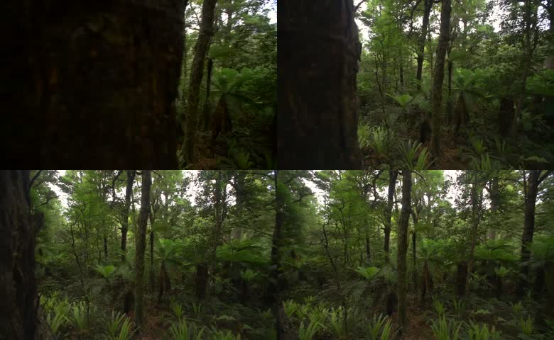 热带雨林景观