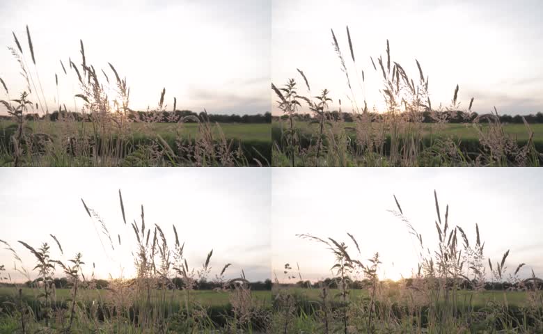 夕阳芦苇草地