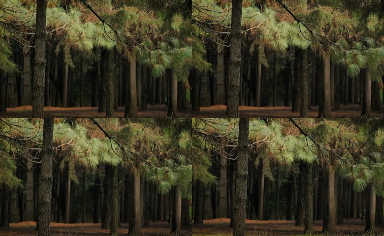 成片水杉林