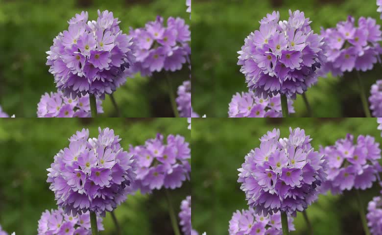 紫色球状报春花实拍