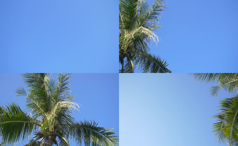 晴空下椰子树仰拍实拍