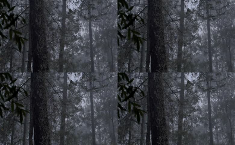 大雾笼罩原始松林