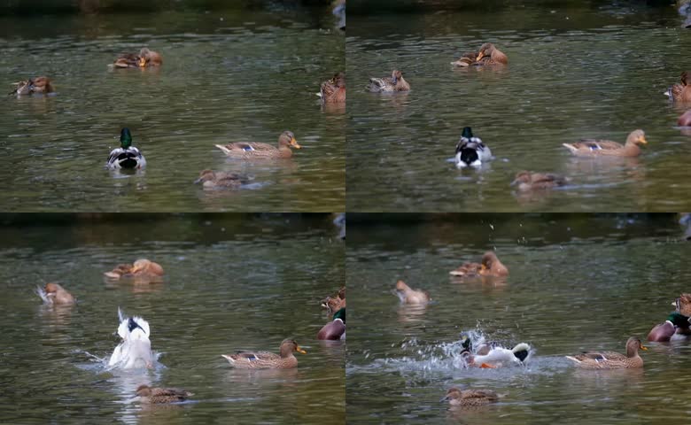 野生麻鸭湖面休憩