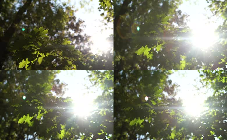 夏日树荫逆光绿叶