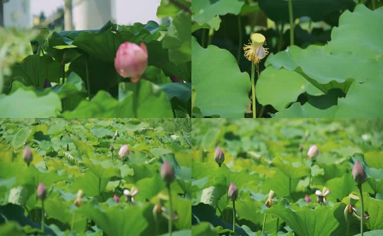 荷花