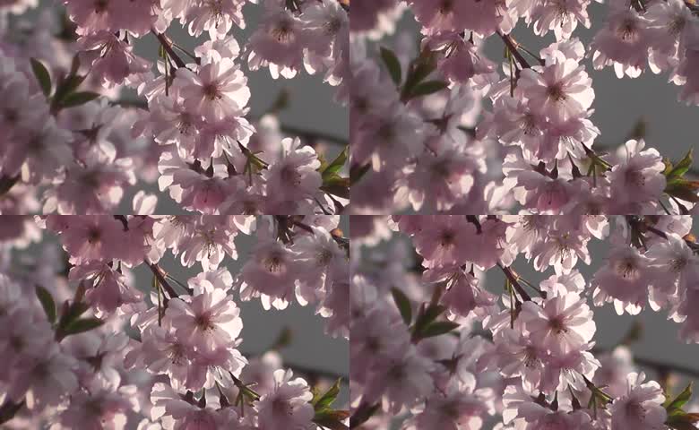粉白樱花微距实拍