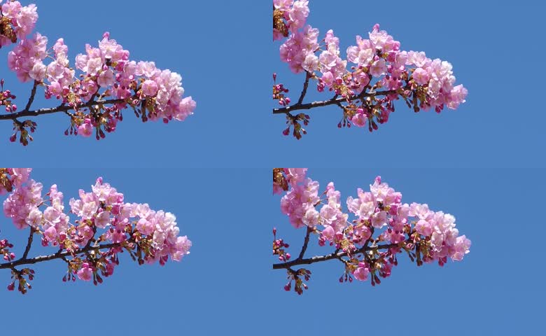 晴空背景粉色樱花
