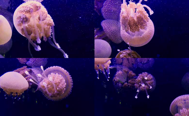 深蓝色水下粉色水母