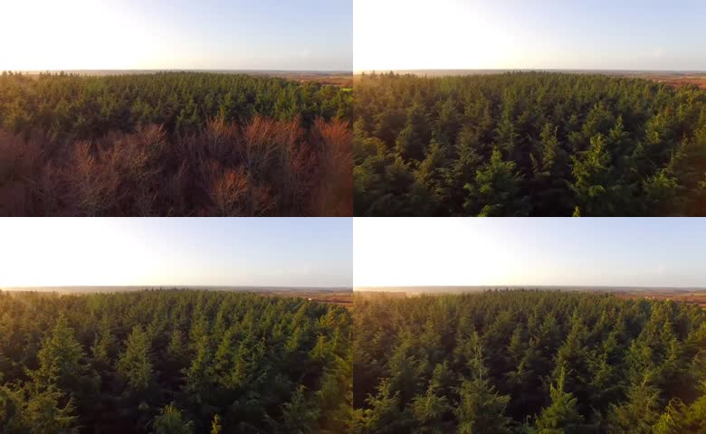 平原树木秋季航拍