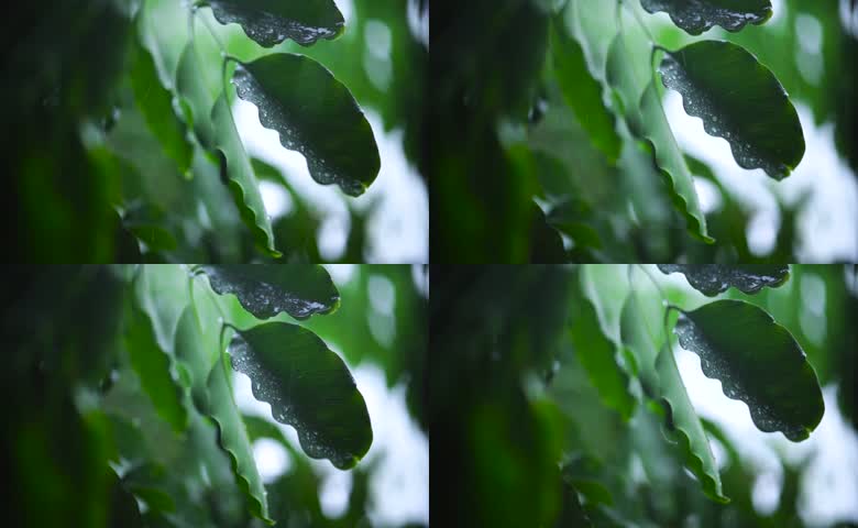 雨天带水珠绿叶