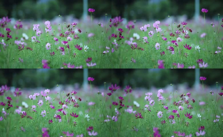 户外格桑花实拍