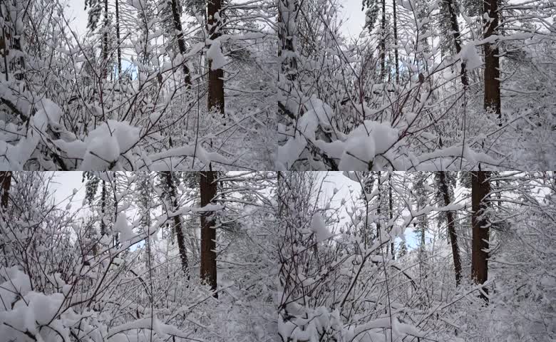 树枝挂满厚雪