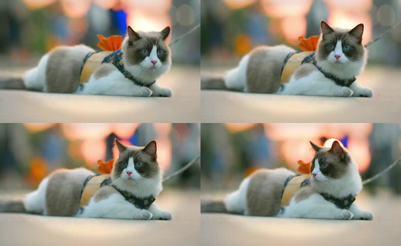 小猫