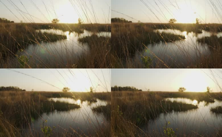 芦苇环绕的湖畔日落