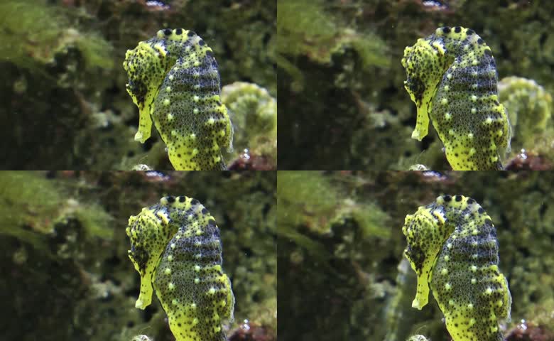 海马动物海洋