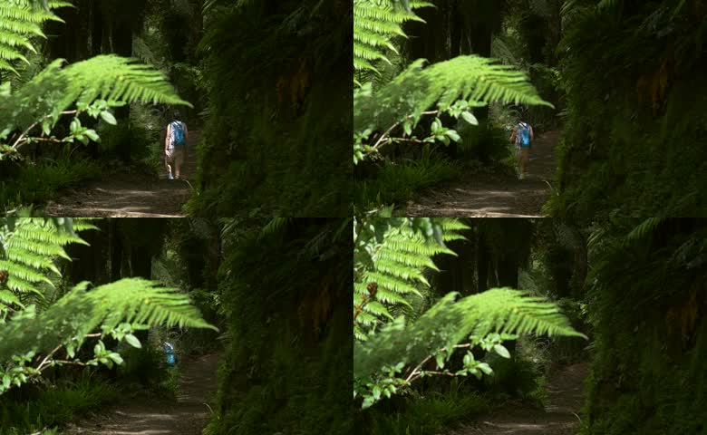 森林树木道路旅行旅游夏季