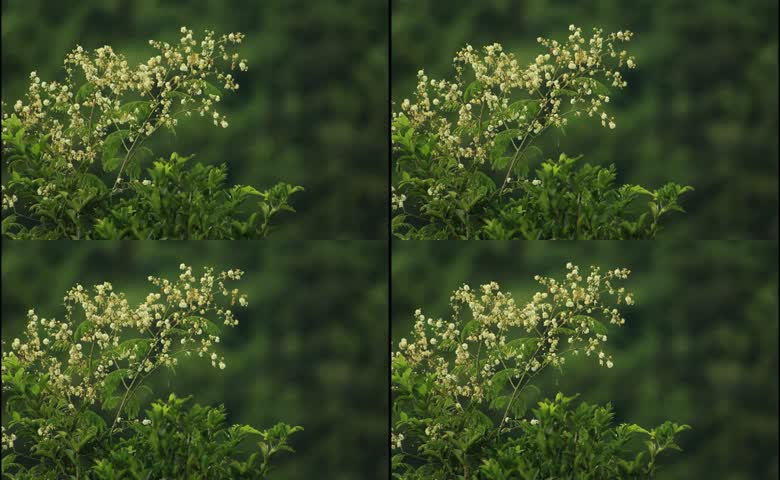 云实花的盛开景象