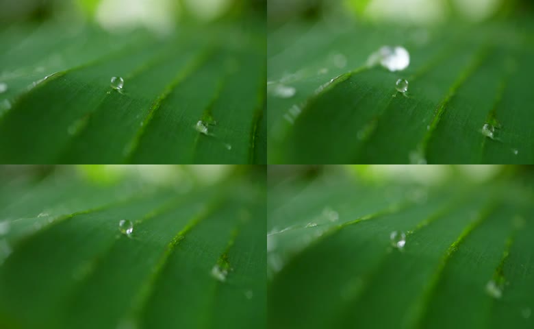 绿叶上的晶莹露珠