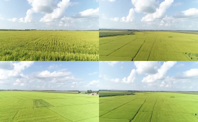 航拍东北水稻田农田