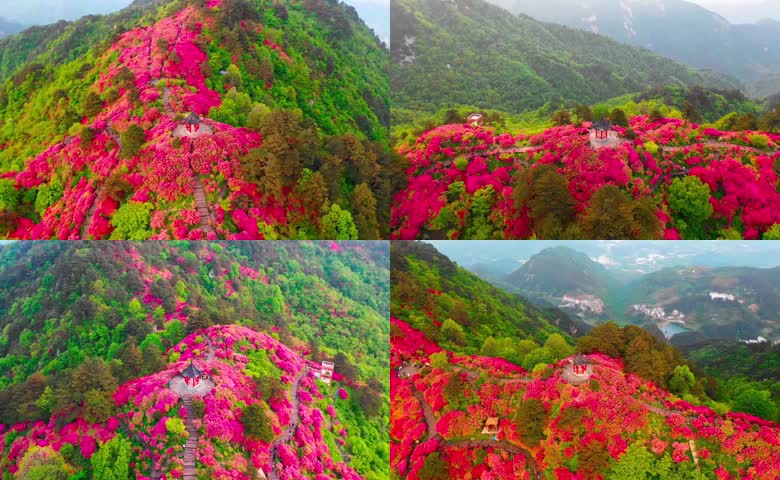 航拍湖北麻城龟峰山杜鹃花花海