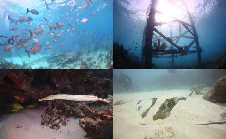 海底鱼群
