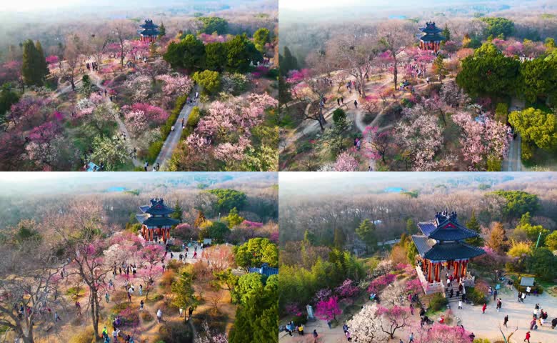 航拍南京梅花山