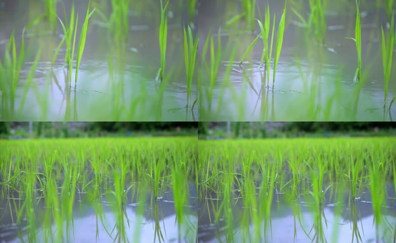 水田嫩绿秧苗实景