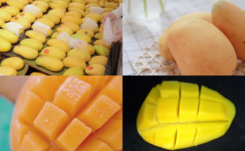 芒果