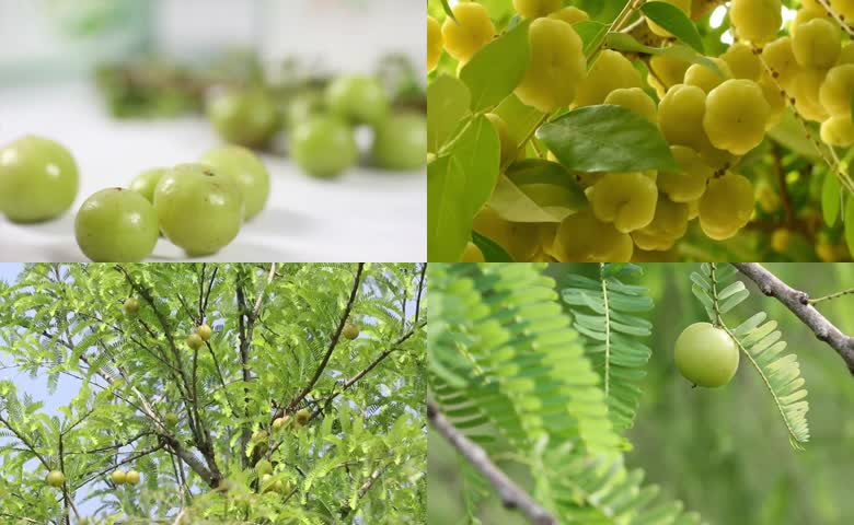 新鲜油甘果实拍