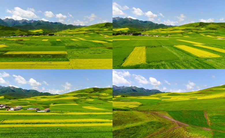 航拍油菜花田