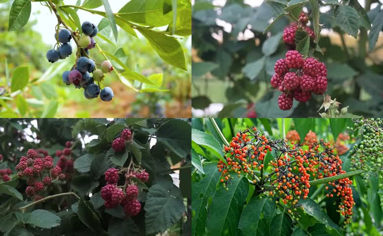 蓝莓黑莓桑葚浆果